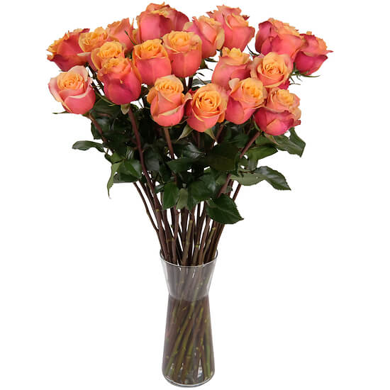 Orange roses from the florist