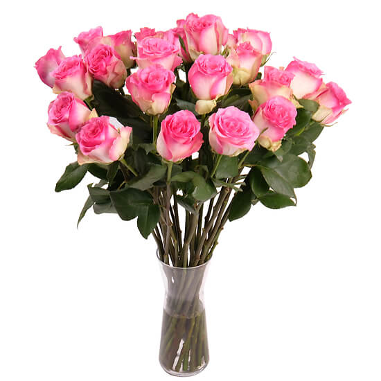 Pink roses from the florist