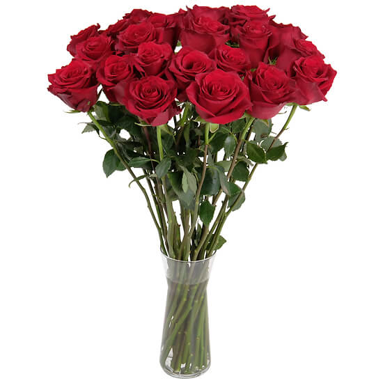 Red roses from the florist